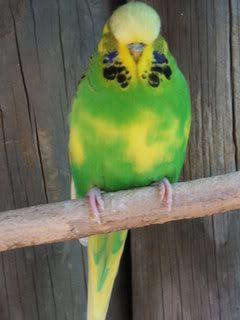 2005_0101febbudgies0056.jpg