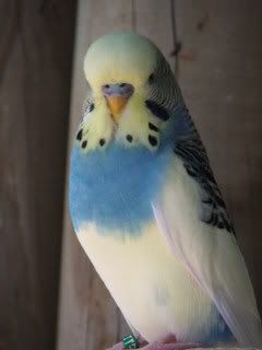2005_0101febbudgies0058.jpg