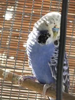 2005_0101febbudgies0076.jpg