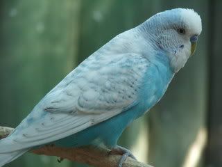 2005_0101febbudgies0087.jpg