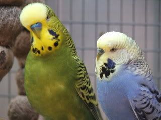 2005_0101febbudgies0088.jpg