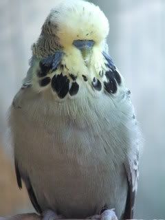 2005_0101febbudgies0089-1.jpg