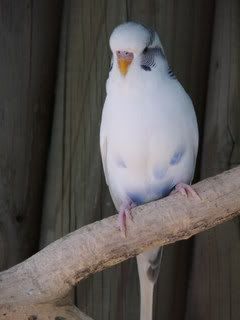 2005_0101febbudgies0093.jpg
