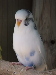2005_0101febbudgies0094.jpg