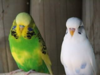 2005_0101febbudgies0095.jpg