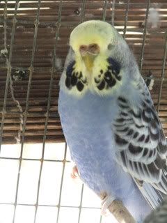 2005_0101febbudgies0107.jpg