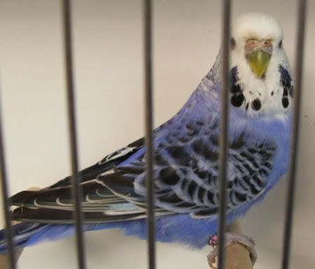 AAturnleysbirds006.jpg