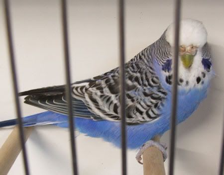 AAturnleysbirds013.jpg
