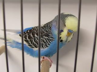 AAturnleysbirds022.jpg