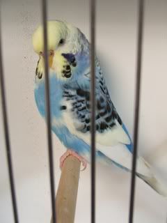 AAturnleysbirds029.jpg
