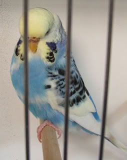 AAturnleysbirds030-2.jpg