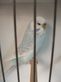 AAturnleysbirds044.jpg