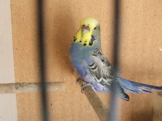 aviary035.jpg