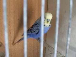 aviary040.jpg