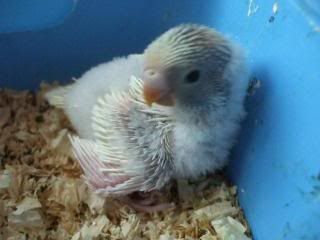 babies004.jpg