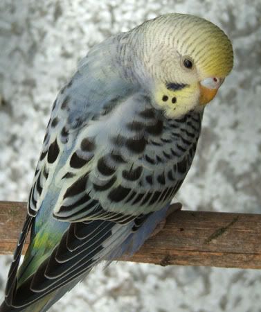 birds7021x.jpg
