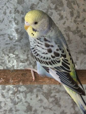 birds7033x.jpg
