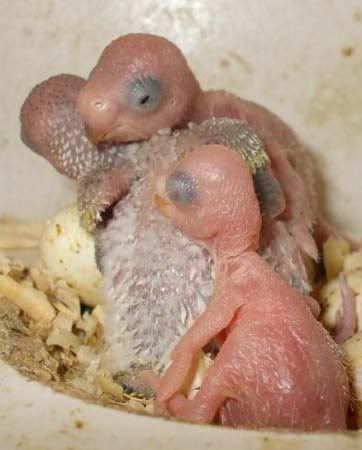 budgies011.jpg