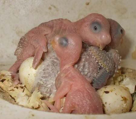 budgies012.jpg