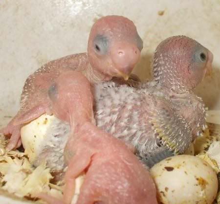budgies013.jpg