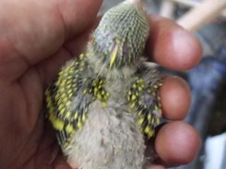 budgies017.jpg