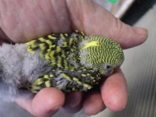 budgies019.jpg