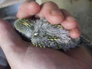 budgies024.jpg