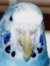 scalyface1.jpg