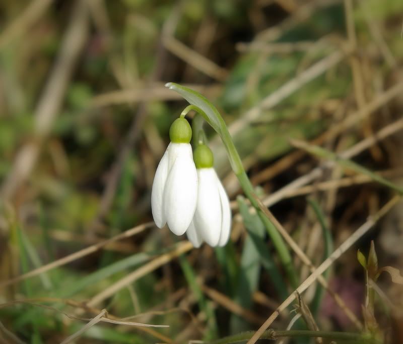Postad bild