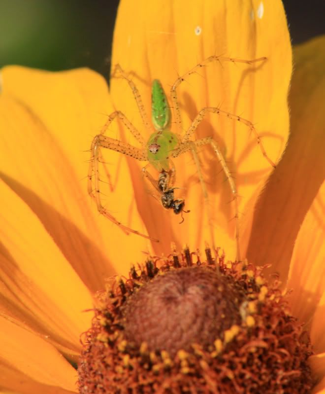 IMAGE: http://i143.photobucket.com/albums/r146/dboghosian/My%20photography/IMG_0122.jpg