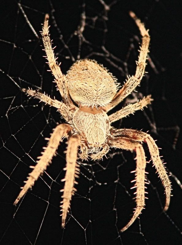 IMAGE: http://i143.photobucket.com/albums/r146/dboghosian/My%20photography/IMG_0323.jpg