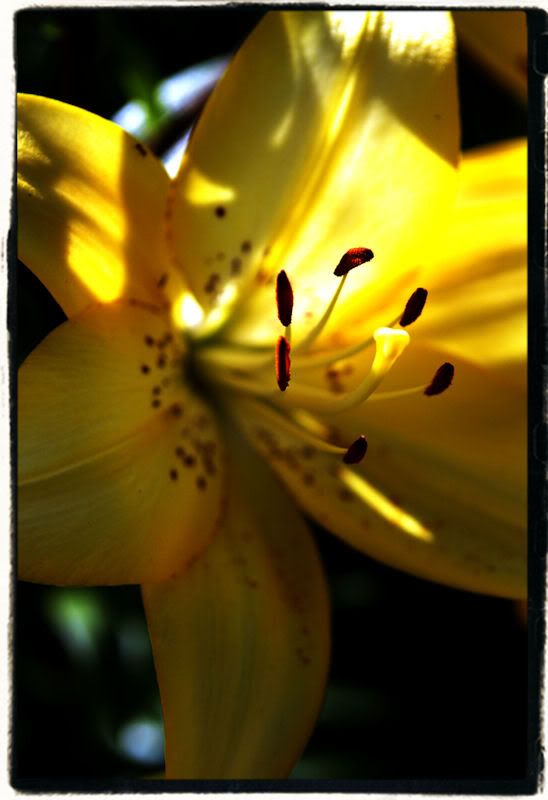 IMAGE: http://i143.photobucket.com/albums/r146/dboghosian/My%20photography/YellowFlower800.jpg