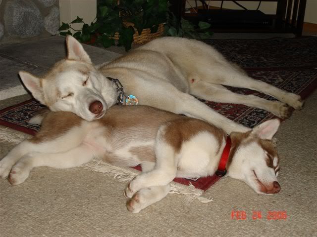 IMAGE: http://i143.photobucket.com/albums/r146/dboghosian/Our%20Dogs/DSC00185.jpg