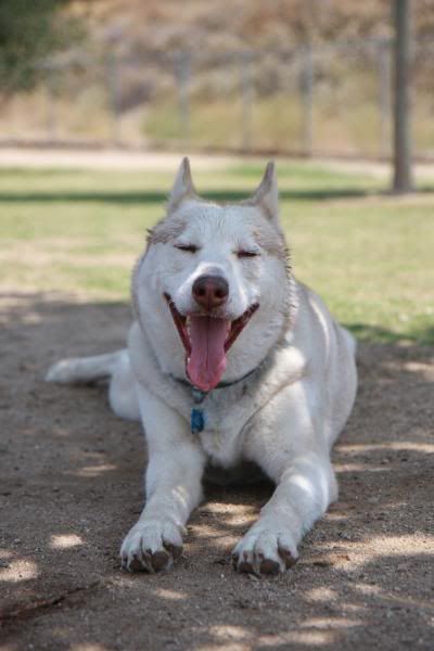 IMAGE: http://i143.photobucket.com/albums/r146/dboghosian/Our%20Dogs/IMG_1189.jpg