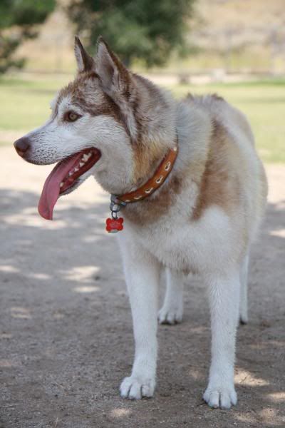 IMAGE: http://i143.photobucket.com/albums/r146/dboghosian/Our%20Dogs/IMG_1190.jpg