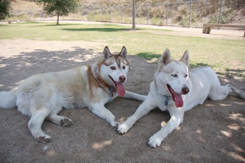 IMAGE: http://i143.photobucket.com/albums/r146/dboghosian/Our%20Dogs/IMG_1197.jpg