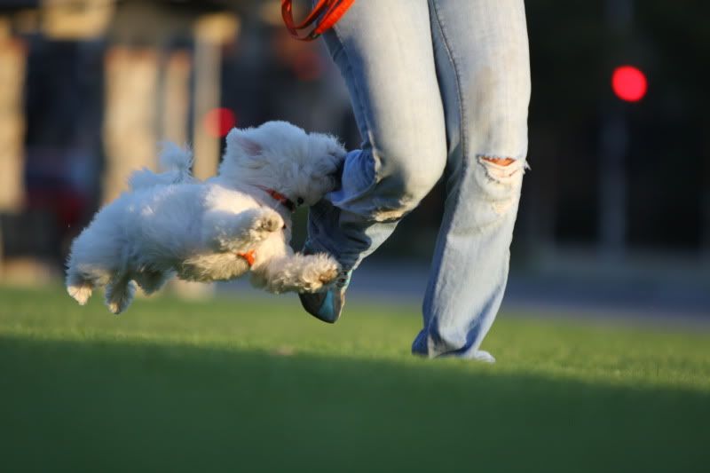 IMAGE: http://i143.photobucket.com/albums/r146/dboghosian/Our%20Dogs/IMG_2838.jpg