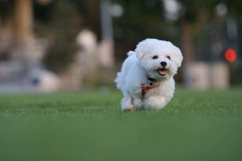 IMAGE: http://i143.photobucket.com/albums/r146/dboghosian/Our%20Dogs/IMG_2889.jpg