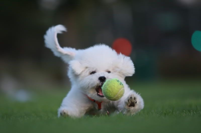 IMAGE: http://i143.photobucket.com/albums/r146/dboghosian/Our%20Dogs/IMG_2906.jpg