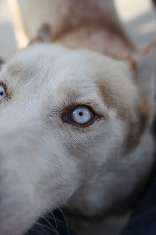 IMAGE: http://i143.photobucket.com/albums/r146/dboghosian/Our%20Dogs/IMG_7419.jpg