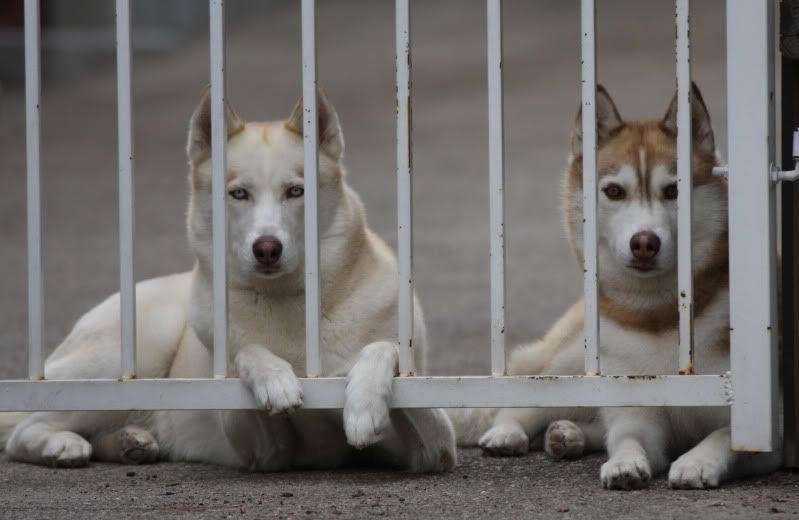 IMAGE: http://i143.photobucket.com/albums/r146/dboghosian/Our%20Dogs/IMG_9858.jpg