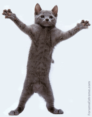 animated dancing cat gif Pictures, Images and Photos