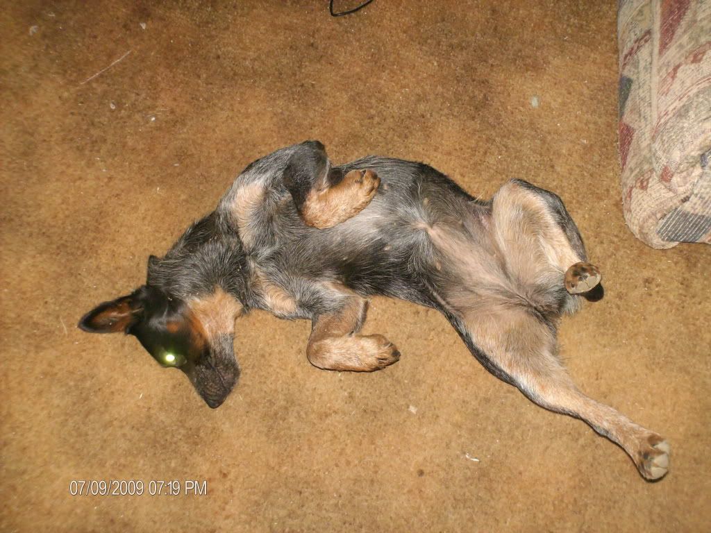 Catahoula Heeler