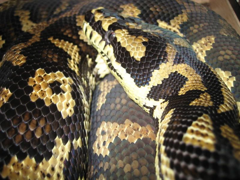 Jungle Carpet Python & setup (adult male) Aug '06 Reptile Forums
