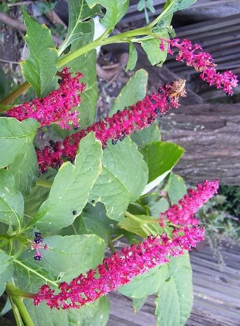 phytolacca americana poisonous