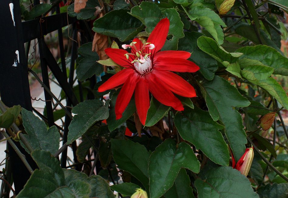 mexican passion vine