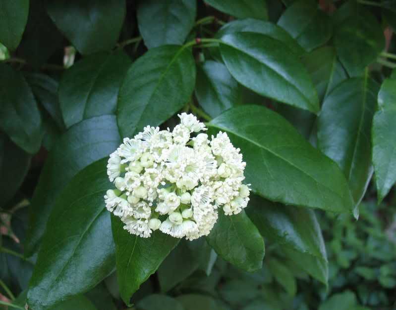 Decumaria barbara