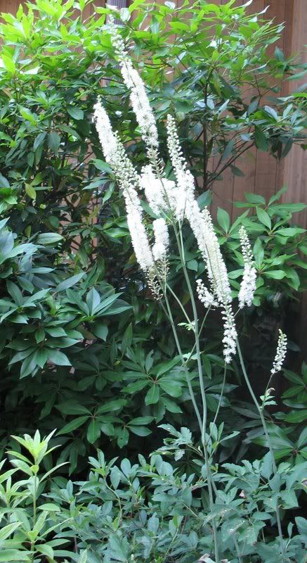 Black Cohosh Pictures, Images and Photos