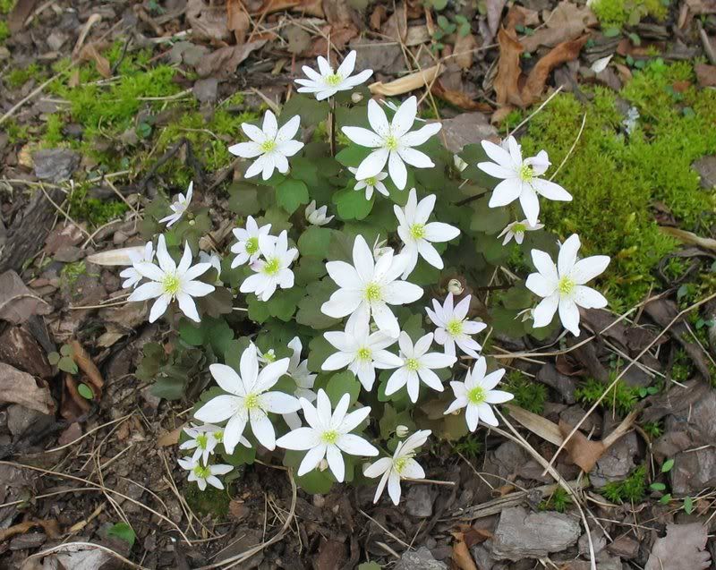 Rue anemone