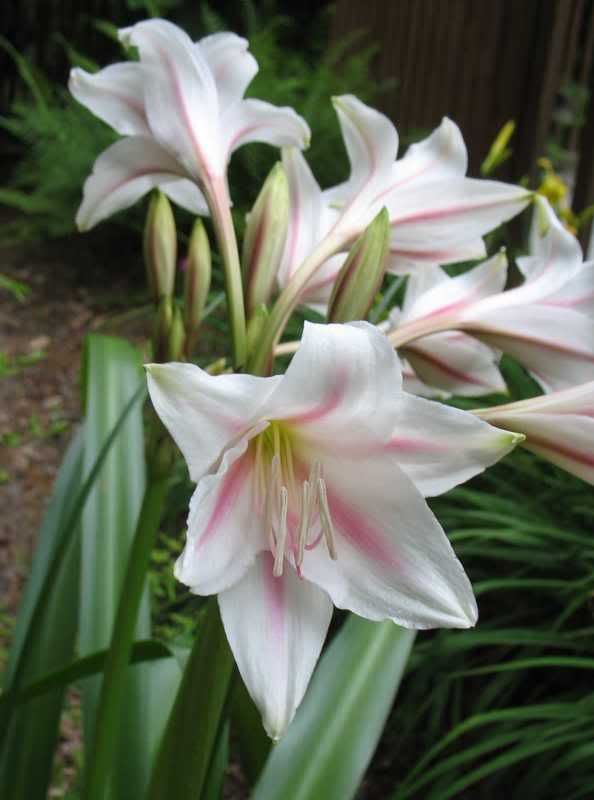 Crinum from Murrel